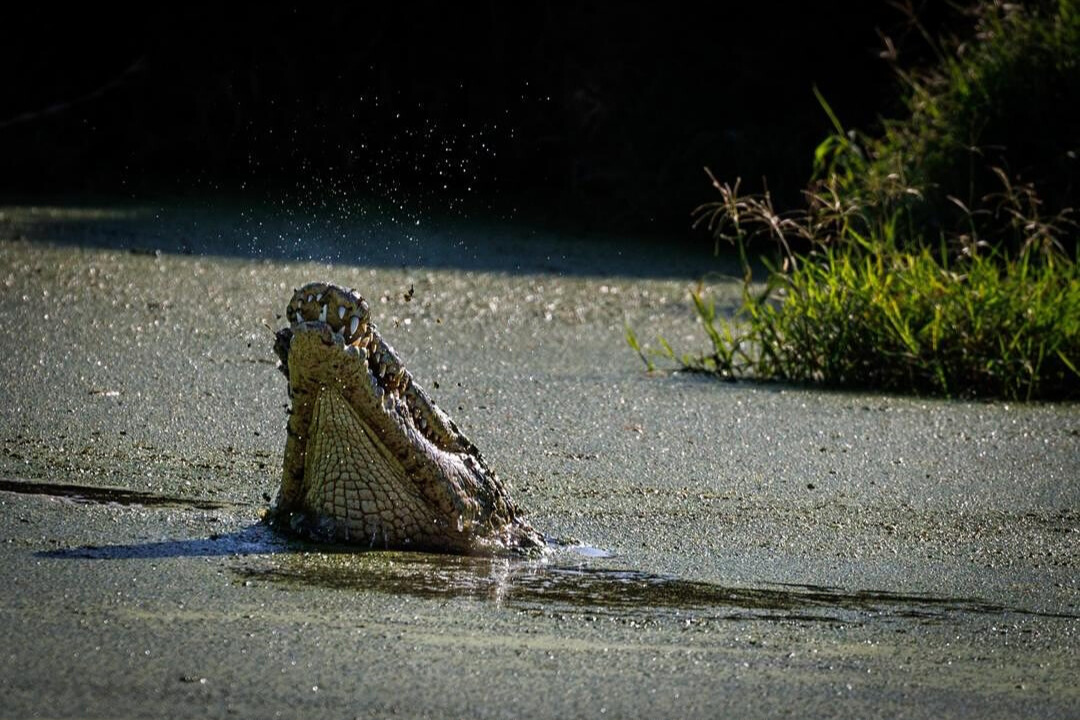 Crocodile viewing